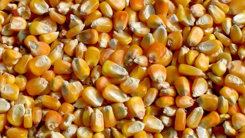 Liquidaciones de stocks de Vendemos 3000 toneladas de maíz amarillo. Sin OMG. al por mayor